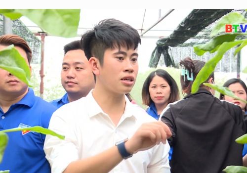 Hỗ trợ đoàn viên thanh niên nông thôn khởi nghiệp phát triển kinh tế gắn với chương trình Ocop tỉnh Bắc Ninh